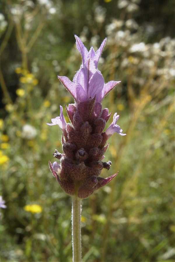 2008-03-23-207-Lavendula