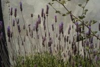 2008-03-23-208-Lavendula
