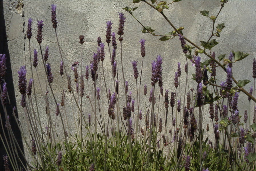2008-03-23-208-Lavendula