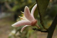 2008-03-23-209-Lemon-blossom