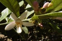 2008-03-23-210-Orange-blossom