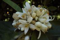 2008-03-23-211-Orange-blossom
