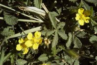 2008-03-23-212-Like-a-buttercup