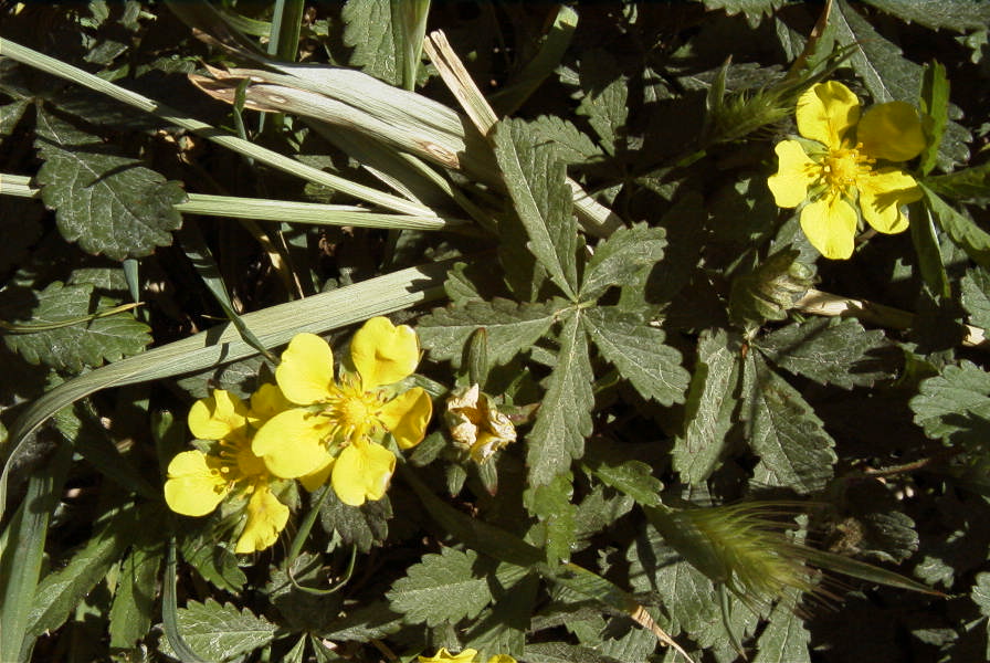 2008-03-23-212-Like-a-buttercup