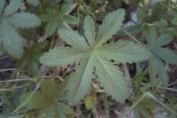 2008-03-23-213-Like-a-buttercup