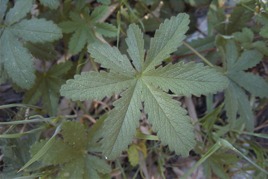 2008-03-23-213-Like-a-buttercup