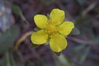 2008-03-23-214-Like-a-buttercup