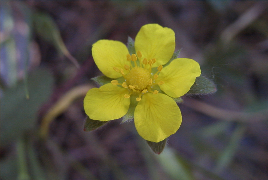 2008-03-23-214-Like-a-buttercup
