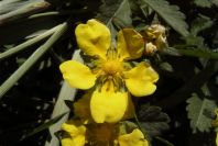 2008-03-23-215-Like-a-buttercup