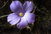 2008-03-23-216-Linum