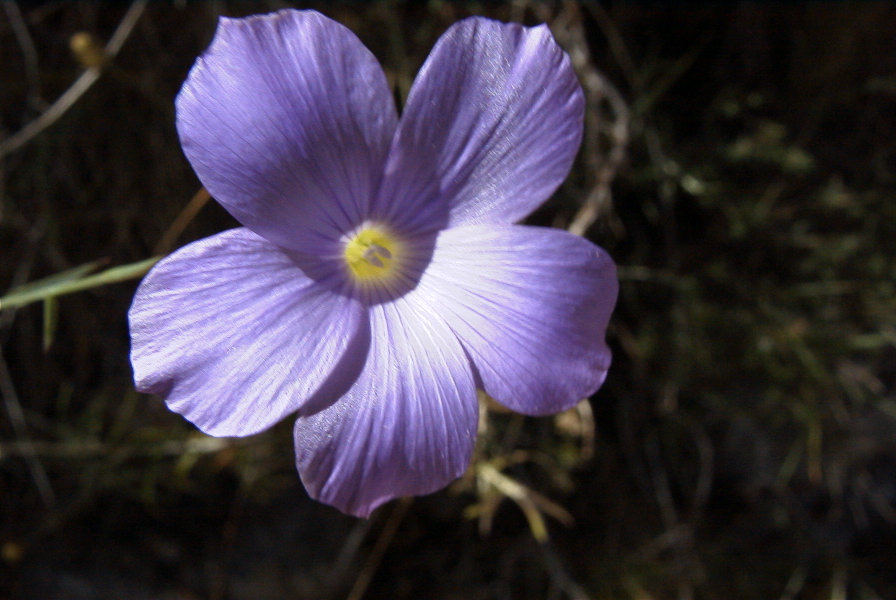 2008-03-23-216-Linum