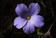 2008-03-23-217-Linum