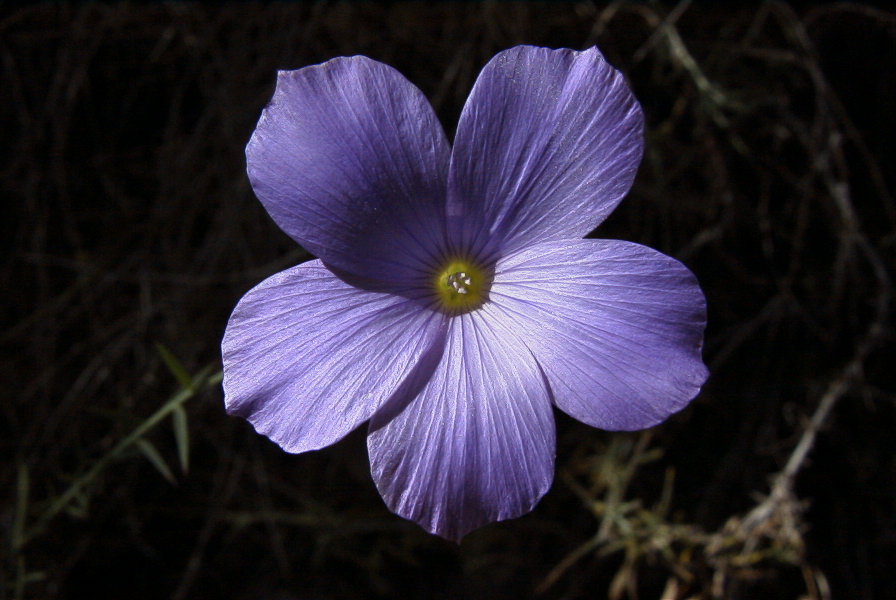 2008-03-23-217-Linum