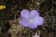 2008-03-23-218-Linum