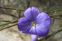 2008-03-23-219-Linum