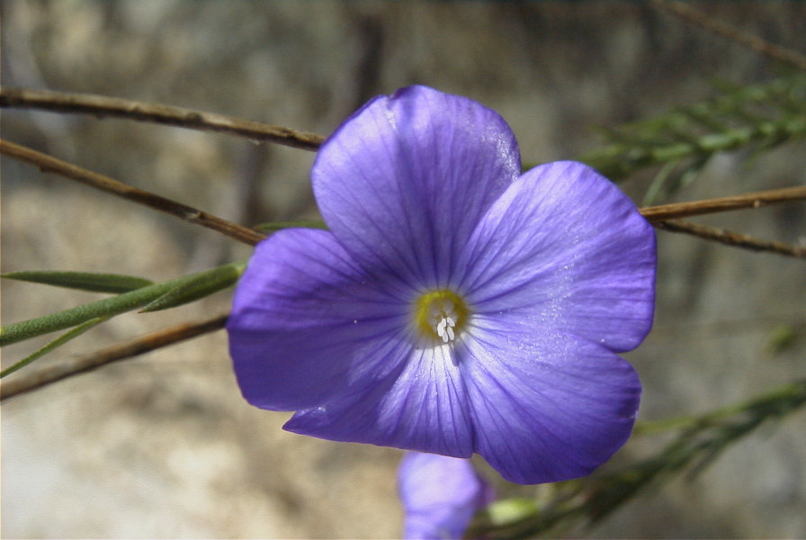 2008-03-23-219-Linum