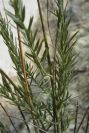 2008-03-23-220-Linum