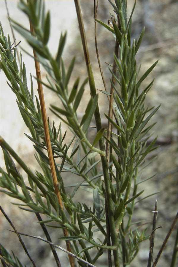 2008-03-23-220-Linum