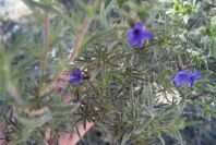 2008-03-23-221-Lithodora