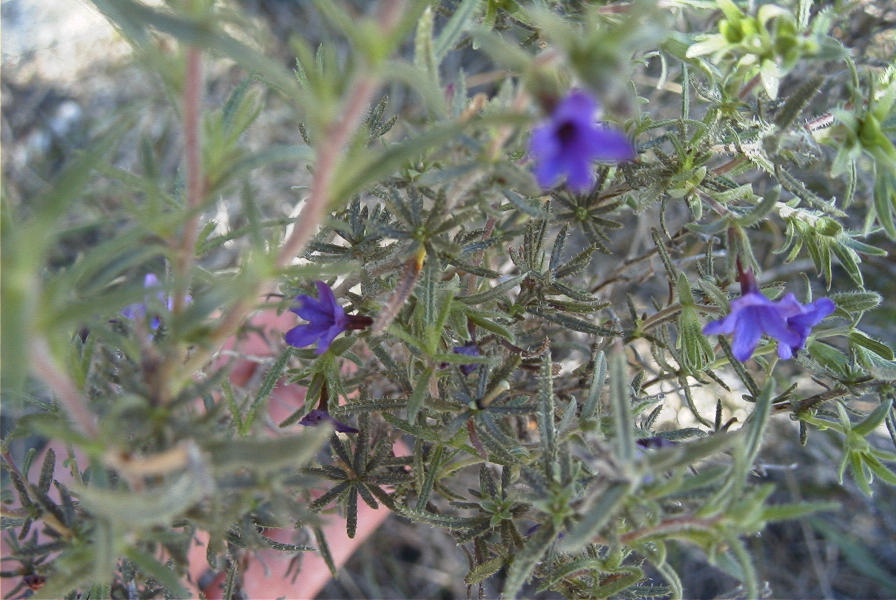 2008-03-23-221-Lithodora