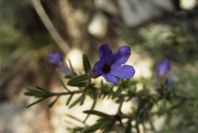 2008-03-23-222-Lithodora