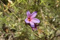 2008-03-23-223-Lithodora