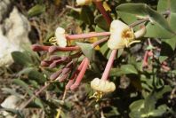 2008-03-23-224-Lonicera-etrusca