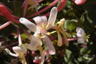 2008-03-23-225-Lonicera-etrusca