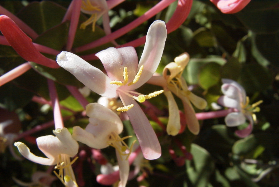 2008-03-23-225-Lonicera-etrusca