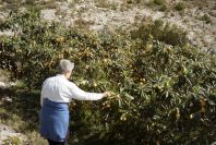 2008-03-23-226-Loquat-scrumping