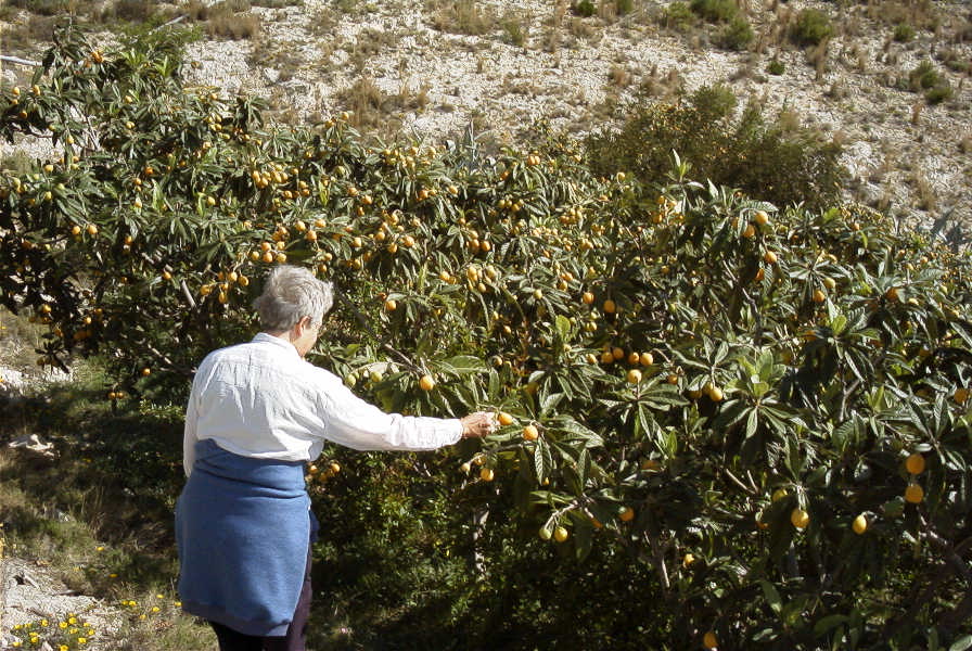 2008-03-23-226-Loquat-scrumping