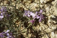 2008-03-23-227-Malcolmia