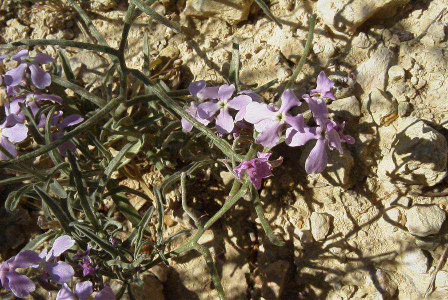 2008-03-23-227-Malcolmia