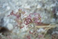 2008-03-23-228-Matthiola-sinuata