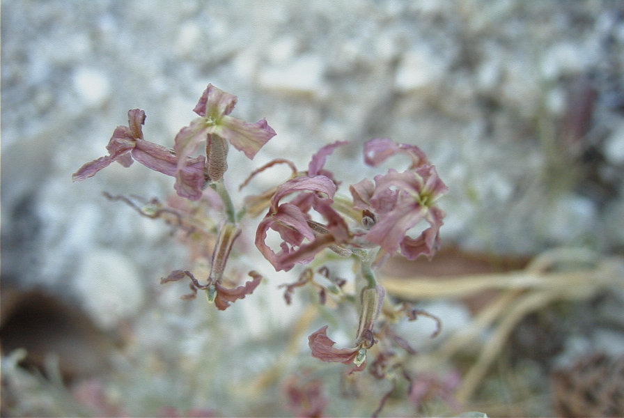 2008-03-23-228-Matthiola-sinuata