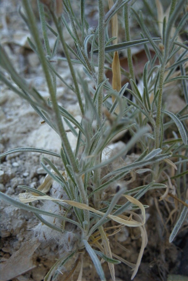 2008-03-23-229-Matthiola-sinuata