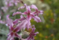 2008-03-23-230-Matthiola-sinuata
