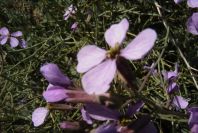 2008-03-23-231-Matthiola