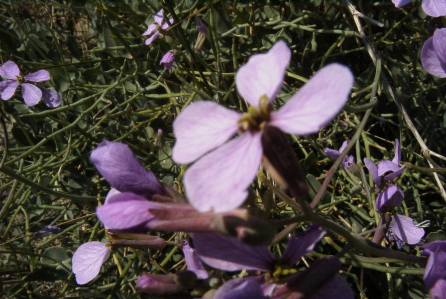 2008-03-23-231-Matthiola