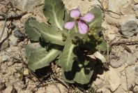 2008-03-23-232-Matthiola