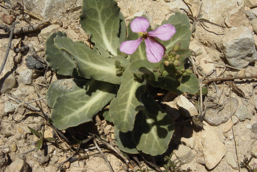 2008-03-23-232-Matthiola