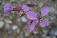 2008-03-23-233-Matthiola
