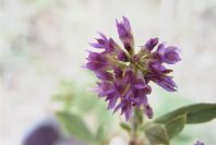 2008-03-23-234-Medicago-sativa