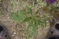 2008-03-23-235-Medicago-sativa