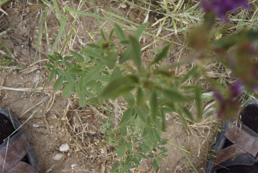 2008-03-23-235-Medicago-sativa