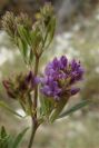 2008-03-23-236-Medicago-sativa