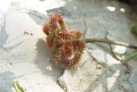 2008-03-23-237-Medicago