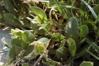 2008-03-23-238-Medicago
