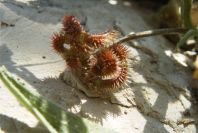 2008-03-23-239-Medicago