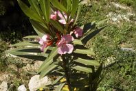 2008-03-23-241-Nerium-oleander